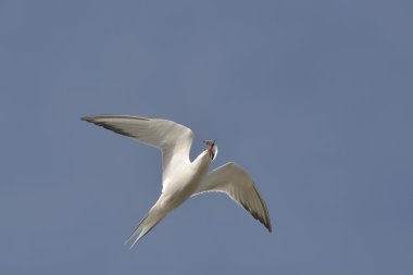 Genel Tern (Sterna hirundo)