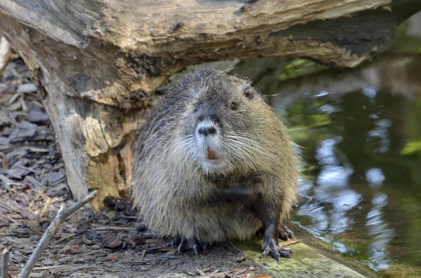 Ratão (myocastor coypus) — Fotografia de Stock