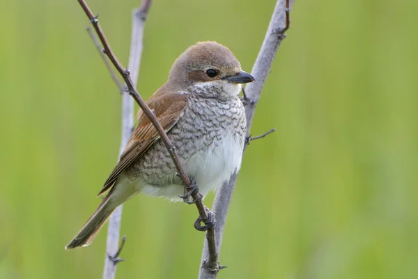 Red-backed shrike, Lanius collurio, single male perched on branch — Stock Photo, Image