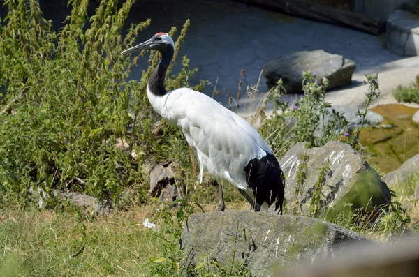 Wspólnego stałego Żuraw (Grus grus) w polu zielonym — Zdjęcie stockowe