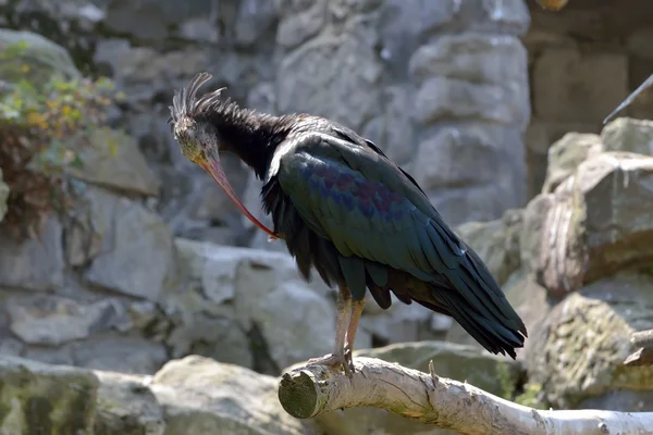 Łysych ibis, ibis pustelnik lub i Ibis łysy — Zdjęcie stockowe