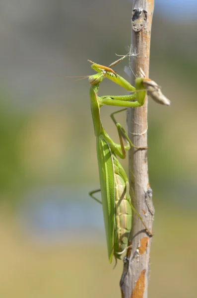 Insecto al aire libre (Mantis Religiosa) come —  Fotos de Stock