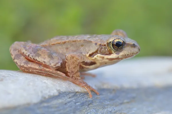 The Common Frog, Rana temporaria also known as the European Common Frog — Stock Photo, Image