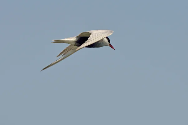 Common tern (sterna hirundo) in natural habitat — Stock Photo, Image