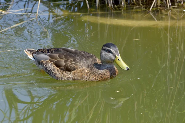 Canard sur le lac — Photo