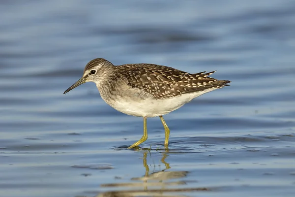 Grüner Wasserläufer in natürlichem Lebensraum (Tringa ochropus)) — Stockfoto