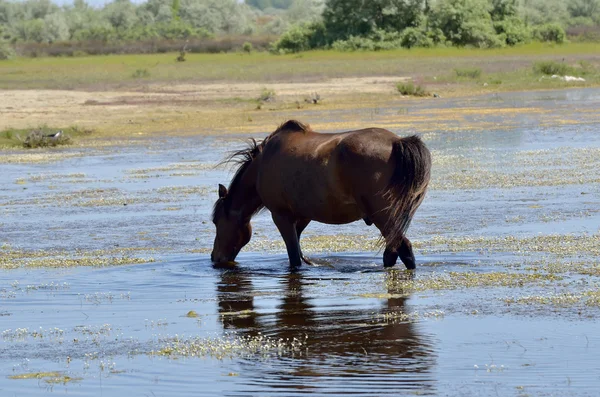 Retrato del bonito caballo Delta del Danubio, Rumania —  Fotos de Stock