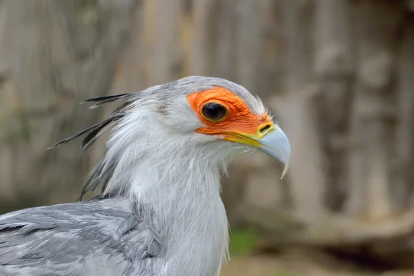 Portrait of a secretary bird - Sagittarius serpentarius — Stock Photo, Image