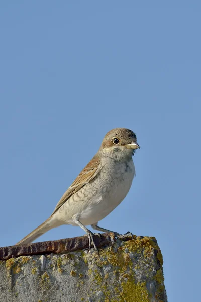 Shrike con respaldo rojo (Lanius collurio ) — Foto de Stock