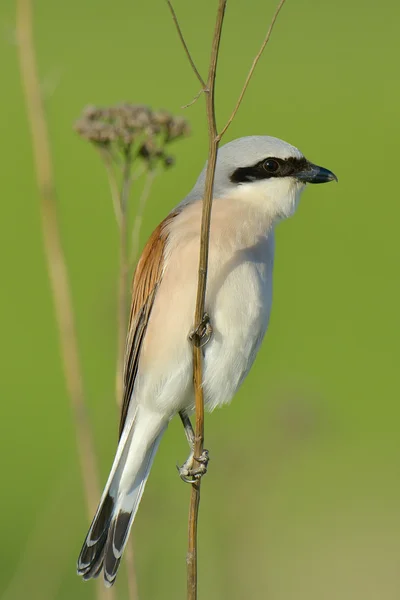 Red-backed shrike, Lanius collurio, single male perched on branch — Stock Photo, Image