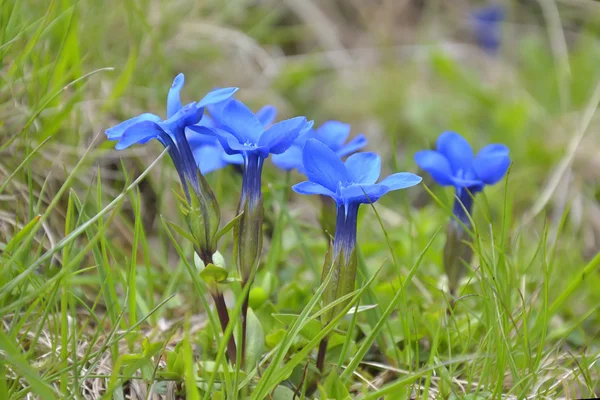 Blauwe Lentebloemen in gras — Stockfoto