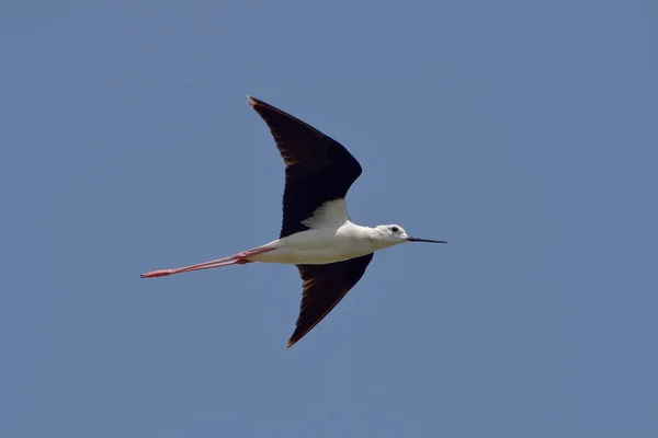 Su kuşu - siyah Uzunbacak (himantopus himantopus kanatlı.) — Stok fotoğraf