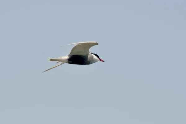 Common tern (sterna hirundo) in natural habitat — Stock Photo, Image