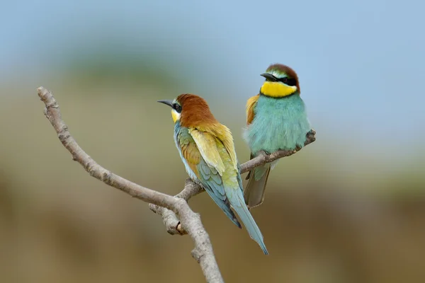 ヨーロッパハチクイ (Merops apiaster) が、枝にとまったクローズ アップ ストック写真