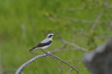 Kuzey kuyrukkakan, Oenanthe oenanthe, tek erkek