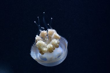 Beyaz benekli deniz denizanası