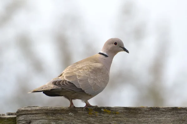 Eurázsiai galléros galamb (streptopelia decaocto)) — Stock Fotó