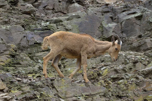 Chèvre de montagne sur les rochers — Photo