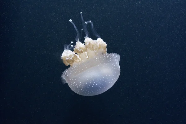 Medusas de mar manchadas blancas —  Fotos de Stock