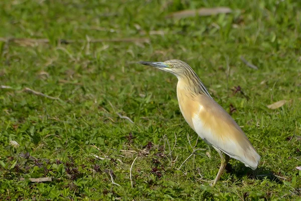 Garza dorada (ardeola ralloides ) — Foto de Stock