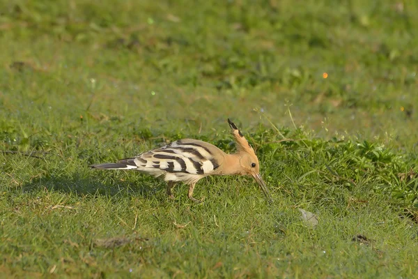 Aves de Hoopoe en hábitat natural (upupa epops ) — Foto de Stock