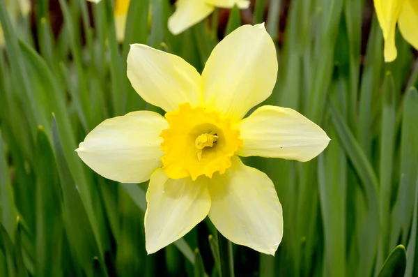 Vackra daffodil i trädgården — Stockfoto