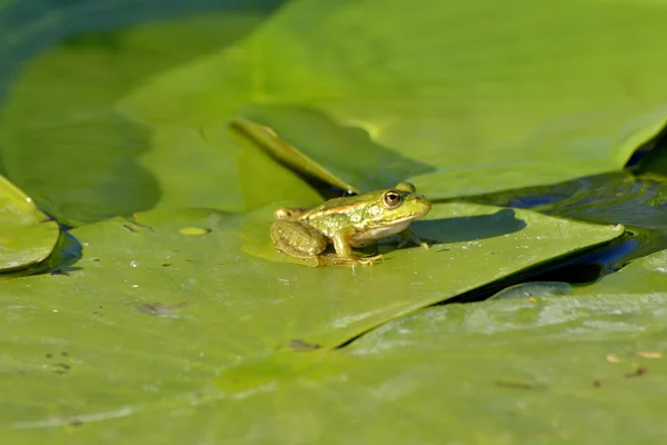 Frog on water — Stock Photo, Image