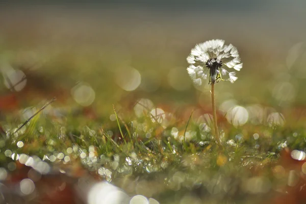 Dandelion in a autumn beautiful sunny  morning