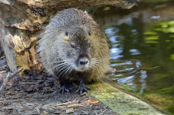 Coypu (myocastor adatavşanları) — Stok fotoğraf