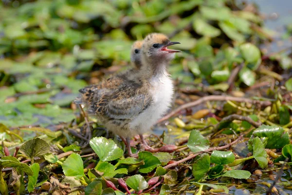 La Sterne fouettée. Oiseaux avec poussins — Photo