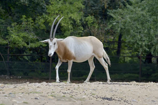 Cigarra-do-Saara Oryx (Oryx leucoryx ) — Fotografia de Stock