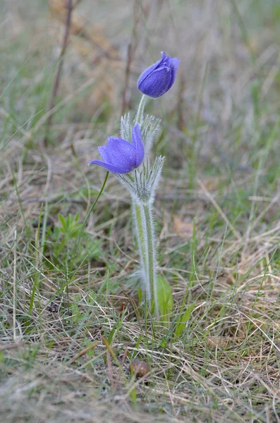 Montaña Pasqueflower (Pulsatilla montana) en una mañana de marzo Fotos de stock libres de derechos