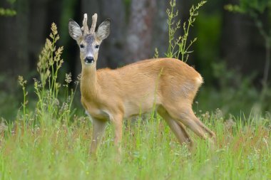 Roebuck (capreolus capreolus)