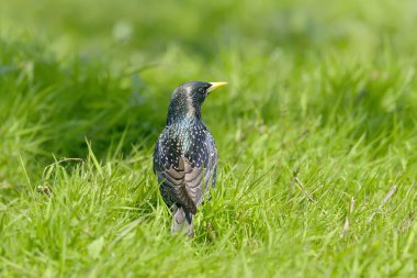 Renkli sığırcık kuşu dalı (sturnus vulgaris) 