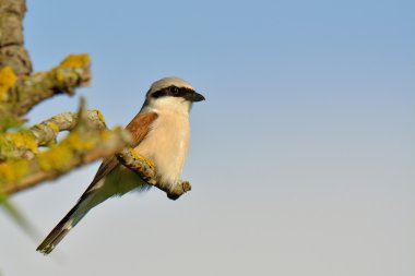 Kızıl sırtlı örümcek kuşu, Lanius collurio, bekar erkek dala tünemiş