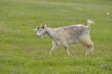 Avrupa arı kuşugiller (arı kuşu Apiaster) açık