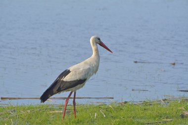 Avrupa arı kuşugiller (arı kuşu Apiaster) açık