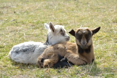 İki sevimli goatlings açık havada
