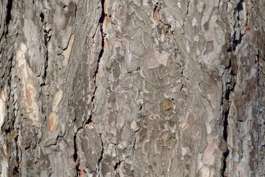 Ağaç kabuğu dokusu