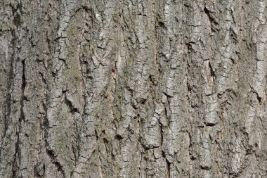 Ağaç kabuğu dokusu