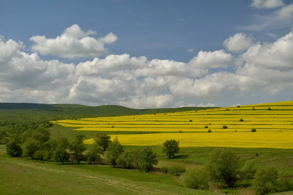 Gelbes Rapsfeld unter blauem Himmel mit Sonne — Stockfoto