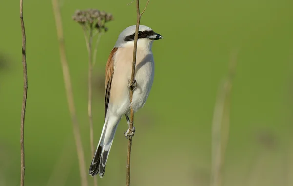 Red-backed shrike, Lanius collurio, single male perched on branch — Stock Photo, Image