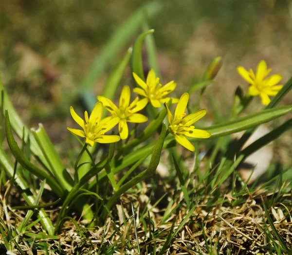Žlutý květ, v jarním období — Stock fotografie