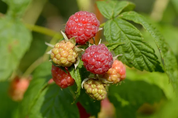 Hallon frukt växer på gren i trädgården — Stockfoto