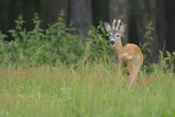 Roebuck (capreolus capreolus) — Zdjęcie stockowe