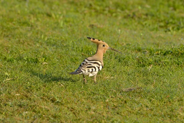 Avrupa arı kuşugiller (arı kuşu Apiaster) açık — Stok fotoğraf