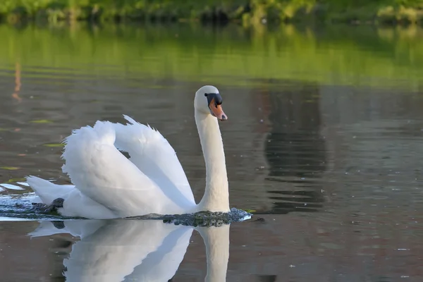 Zwaan op het meer — Stockfoto