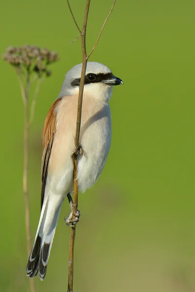 Pie-grièche à dos rouge, Lanius collurio, mâle célibataire perché sur une branche — Photo