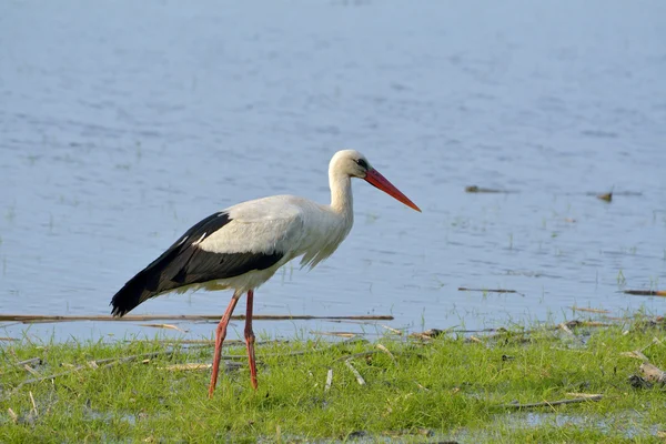 Gólya (ciconia ciconia) — Stock Fotó