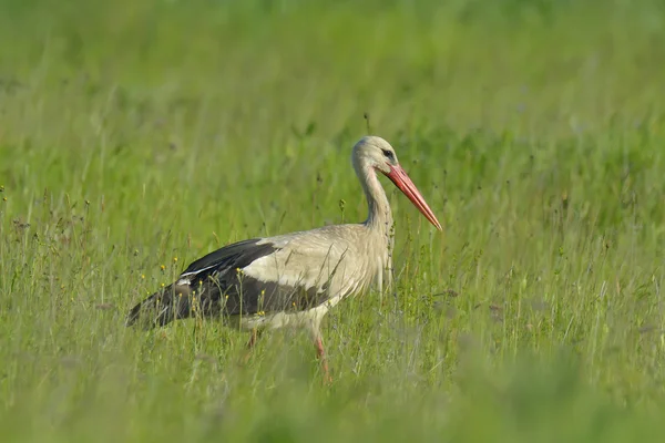 Cigogne blanche dans l'herbe verte, avec des fleurs — Photo